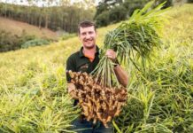 Espírito Santo registra primeira cultivar nacional de gengibre