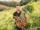 Espírito Santo registra primeira cultivar nacional de gengibre