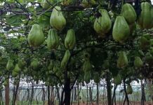 Agricultor transforma dois pés em milhares de chuchus