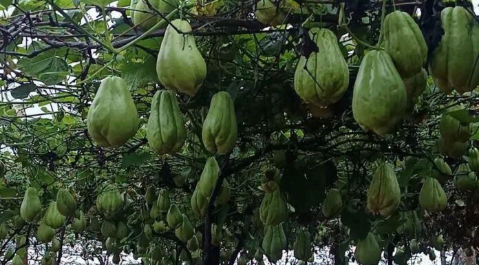 Agricultor transforma dois pés em milhares de chuchus