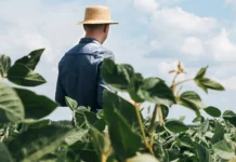 Senado aprova proposta para renegociar dívidas no campo