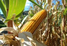 Milho safrinha enfrenta custos altos e desafios climáticos no Brasil