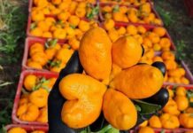 Ponkan de formato raro chama atenção na safra de Cerro Azul