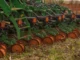 Atrasos no Plano Safra dificultam financiamento e planejamento agrícola