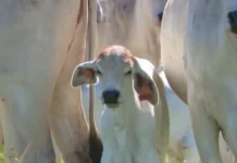 Estudo revela resistência a antiparasitário contra bicheira em bezerros
