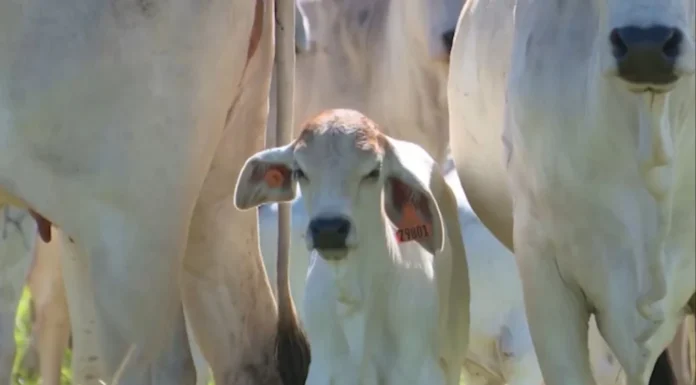 Estudo revela resistência a antiparasitário contra bicheira em bezerros