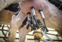 Projeto quer garantir valor mínimo ao leite pago ao produtor