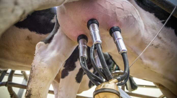 Projeto quer garantir valor mínimo ao leite pago ao produtor