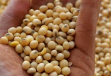 Ipiranga do Norte se prepara para a abertura da safra de soja