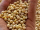 Ipiranga do Norte se prepara para a abertura da safra de soja