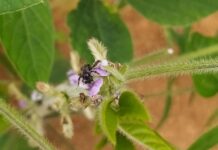 Abelhas nativas ganham importância nas lavouras de soja