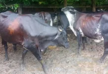 Música no curral ajuda a manter vacas tranquilas e produtivas