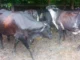 Música no curral ajuda a manter vacas tranquilas e produtivas