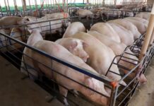 Mercado de suínos vive pressão e preocupa produtores paranaenses
