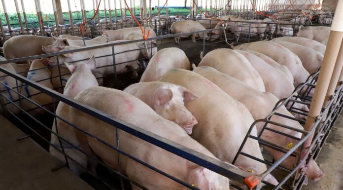 Mercado de suínos vive pressão e preocupa produtores paranaenses