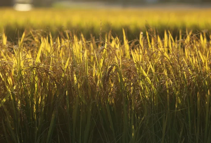 Lavoura-de-Arroz-Credito-Paulo.jpg