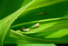 Embrapa identifica arroz mais resistente à cigarrinha