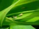Embrapa identifica arroz mais resistente à cigarrinha
