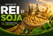 Os reis da soja: 20 municípios dominam a produção brasileira