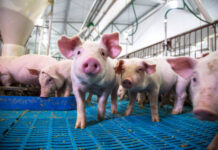 Suinocultura: preços recuam e mercado vive cenário desafiador
