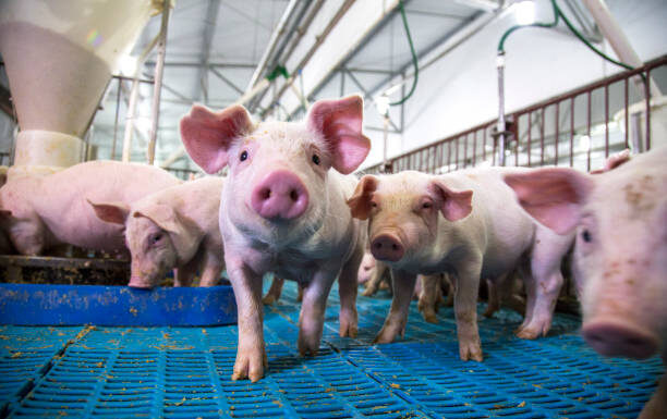 Suinocultura: preços recuam e mercado vive cenário desafiador