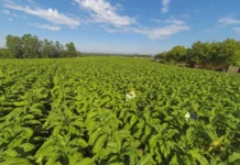 Tabaco brasileiro conclui pré-inspeção e avança nas exportações à China