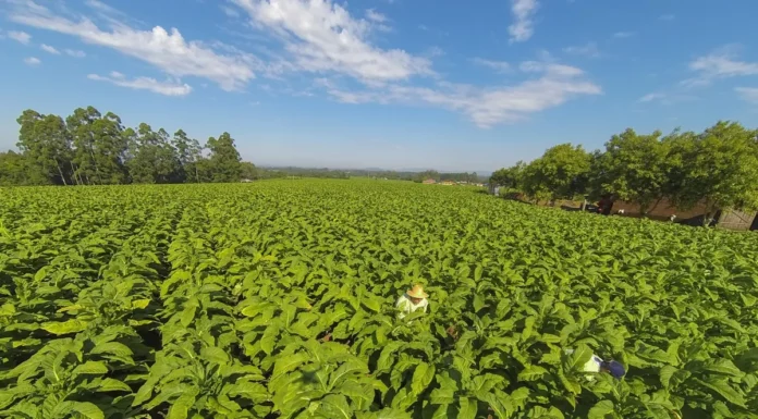 Tabaco brasileiro conclui pré-inspeção e avança nas exportações à China
