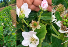 Produtor Ildo Moreira mostra que agricultura familiar também produz inovação