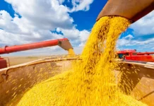 Soja brasileira cresce e mantém força no mercado mundial em 2026/27