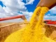 Soja brasileira cresce e mantém força no mercado mundial em 2026/27