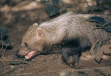 Cachorro-vinagre raro é registrado em áreas protegidas de Mato Grosso