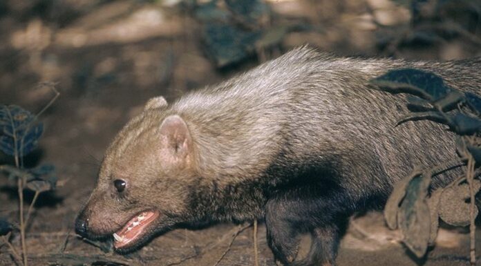 Cachorro-vinagre raro é registrado em áreas protegidas de Mato Grosso