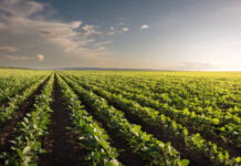 Nova lei fortalece seguro rural e proteção contra perdas na produção