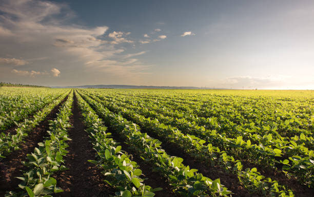 Nova lei fortalece seguro rural e proteção contra perdas na produção
