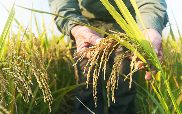 Arroz gaúcho mantém preços firmes com alta das exportações