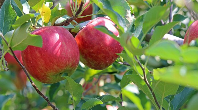 Frutas da estação: seis opções para economizar nas compras em setembro