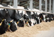RS perde 65% dos produtores de leite em apenas uma década