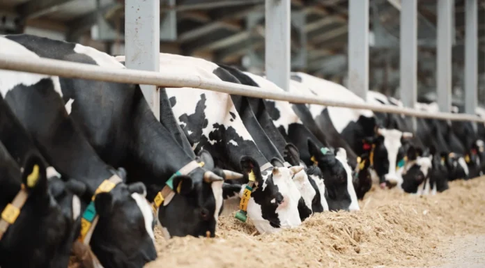 RS perde 65% dos produtores de leite em apenas uma década
