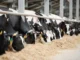 RS perde 65% dos produtores de leite em apenas uma década