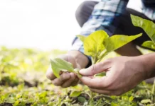 Tecnologia e nutrição ajudam soja a enfrentar desafios hídricos