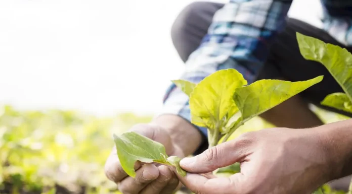 Tecnologia e nutrição ajudam soja a enfrentar desafios hídricos