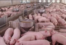 Mercado chinês pode gerar mais de R$ 520 milhões à suinocultura