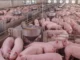 Mercado chinês pode gerar mais de R$ 520 milhões à suinocultura