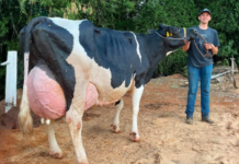 Vaca Holandesa produz 129kg de leite em 24 horas