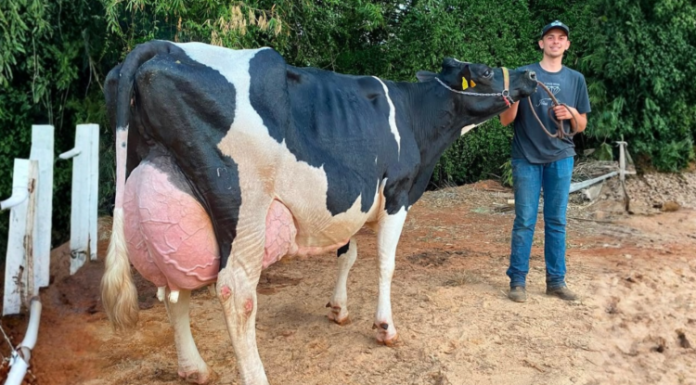 Vaca Holandesa produz 129kg de leite em 24 horas