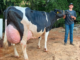 Vaca Holandesa produz 129kg de leite em 24 horas