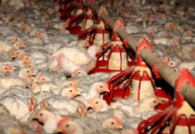Paraná amplia produção de carne de frango e avança na safra de verão