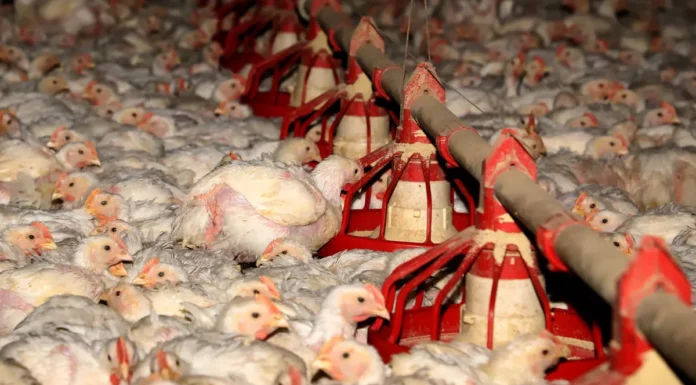 Paraná amplia produção de carne de frango e avança na safra de verão