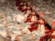 Paraná amplia produção de carne de frango e avança na safra de verão