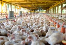 Frango chinês até 20% mais barato aumenta disputa com produto brasileiro